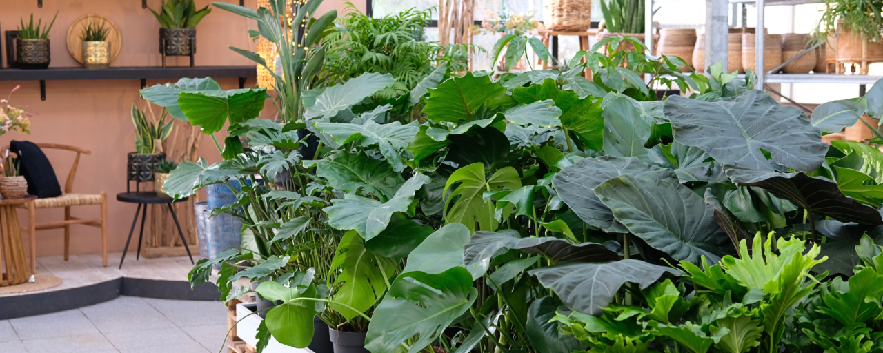 Gun jezelf een aantal groene kamerplanten van tuincentrum Huis & Tuin Hoogeveen!