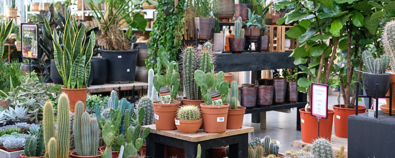 Ga voor een makkelijke cactus of vetplant! Shop 'm bij tuincentrum Huis & Tuin Hoogeveen!