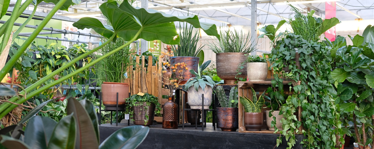 Kamerplanten shop je bij tuincentrum Huis & Tuin Hoogeveen!