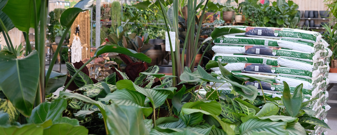 Ga voor een luchtzuiverende kamerplant! Shop 'm bij tuincentrum Huis & Tuin Hoogeveen!