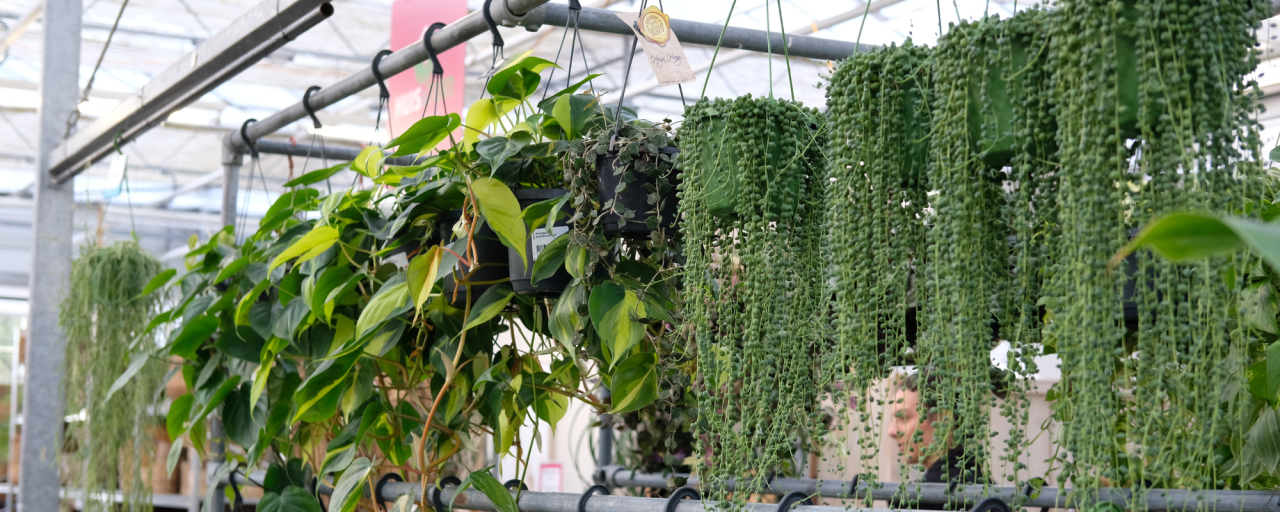 Ontdek jouw favoriete hangplant bij tuincentrum Huis & Tuin Hoogeveen!