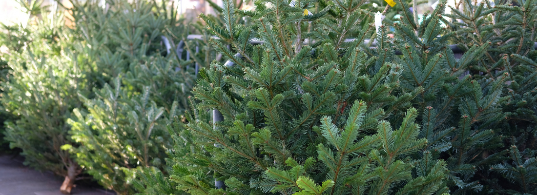 Kerstboom kopen | Huis & Tuin Hoogeveen