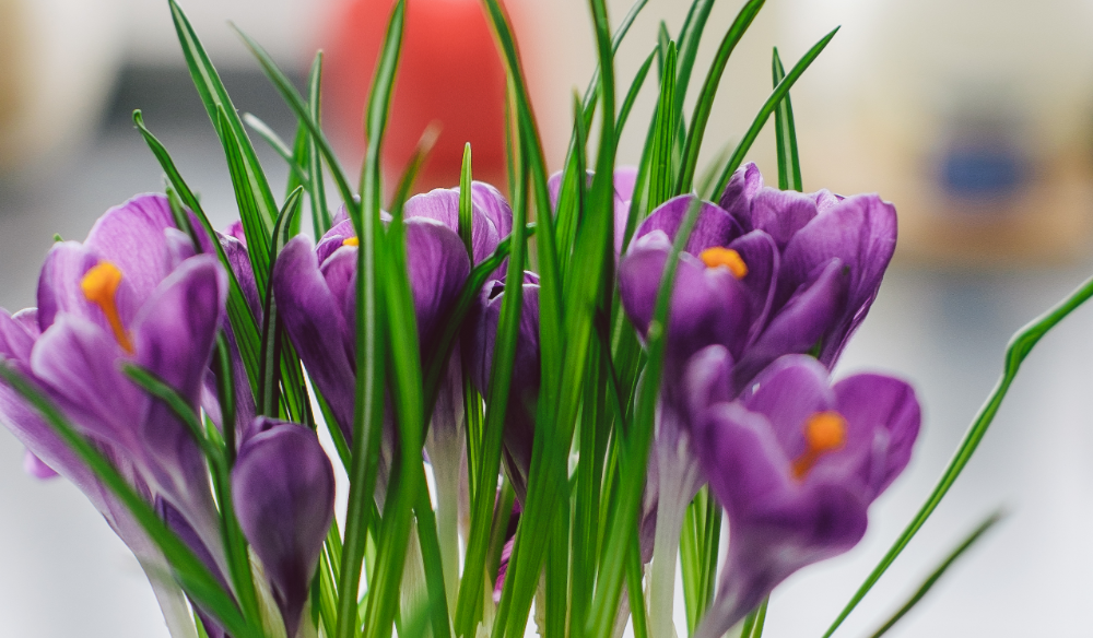 Bloembollen op pot | Huis & Tuin Hoogeveen