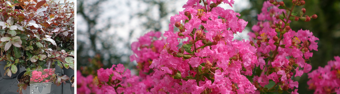 ONTDEK DE LAGERSTROEMIA INDICA 'RHAPSODY IN PINK'!