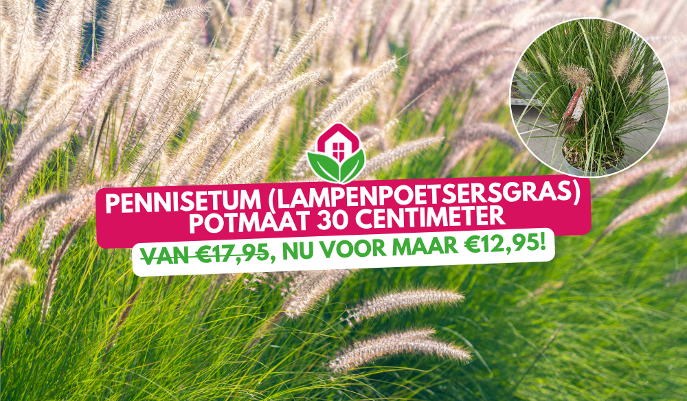 Siergras | Huis & Tuin Hoogeveen