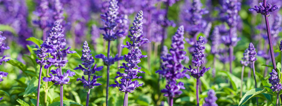 Shop lavendel bij tuincentrum Huis & Tuin Hoogeveen!