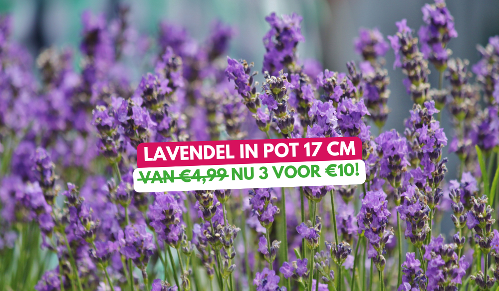 Tuinmeubels | Huis & Tuin Hoogeveen Tuinmeubels | Huis & Tuin Hoogeveen