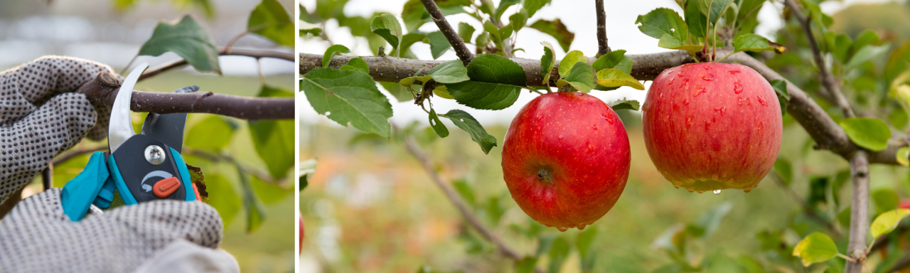 Fruitboom snoeien? Je doet het met hulp van tuincentrum Huis & Tuin Hoogeveen!