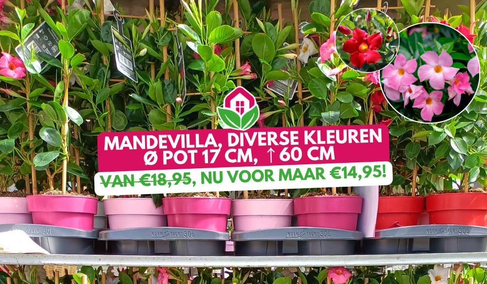 Aanbieding | Huis & Tuin Hoogeveen