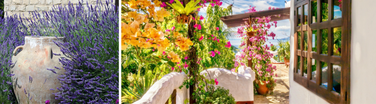 Mediterrane buitenplanten kopen? Je doet het bij tuincentrum Huis & Tuin Hoogeveen!