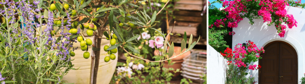 Mediterrane buitenplanten kopen? Je doet het bij tuincentrum Huis & Tuin Hoogeveen!