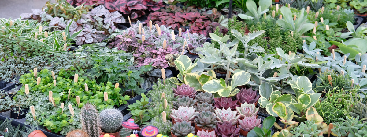 Ontdek het aanbod mini plantjes van tuincentrum Huis & Tuin Hoogeveen!