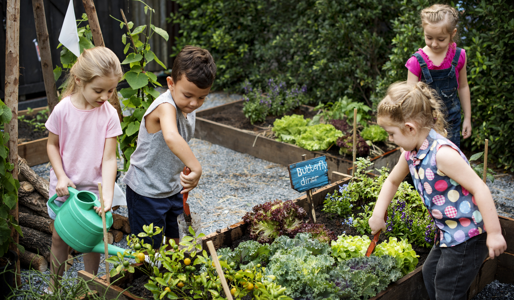 Zaden en moestuinbenodigdheden kopen | Huis & Tuin Hoogeveen