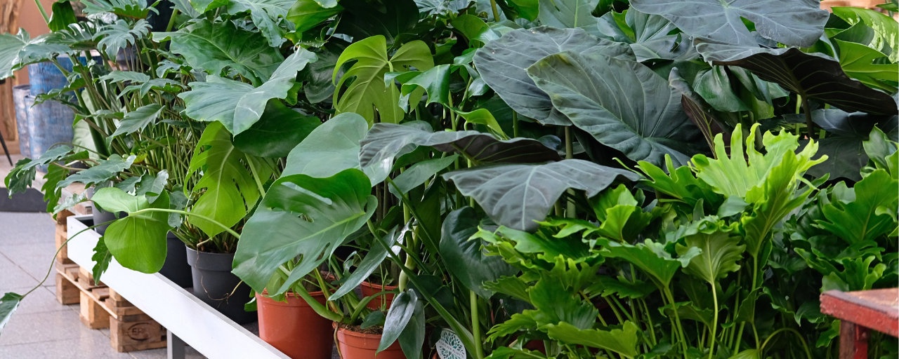 Monstera: de ideale cadeauplant!