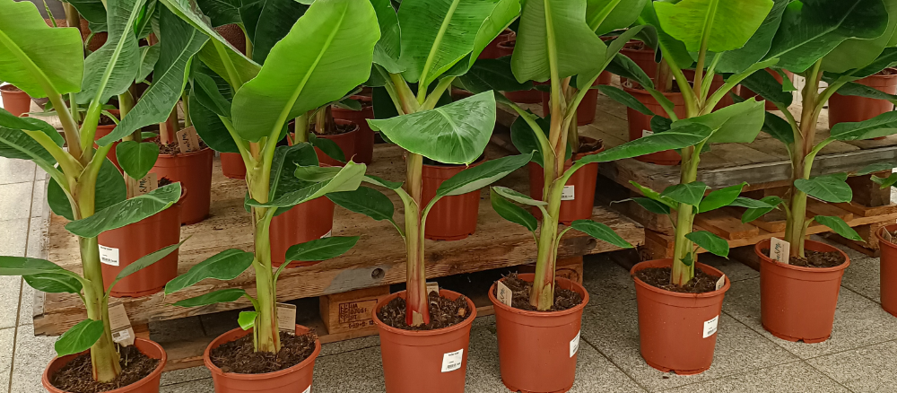 Musa bananenplant kopen? Bij tuincentrum Huis & Tuin Hoogeveen!