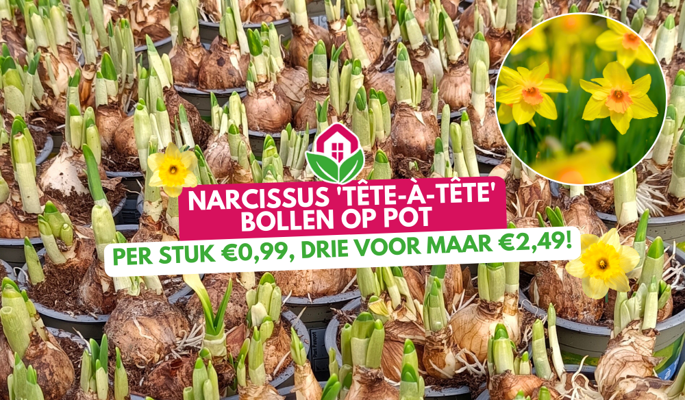 Aanbieding | Huis & Tuin Hoogeveen