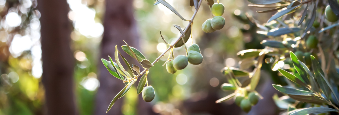 Olea europaea in het zonnetje! | Huis & Tuin Hoogeveen