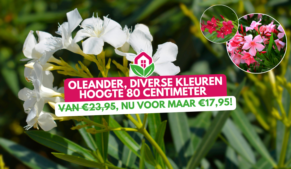 Aanbieding | Huis & Tuin Hoogeveen Aanbieding | Huis & Tuin Hoogeveen