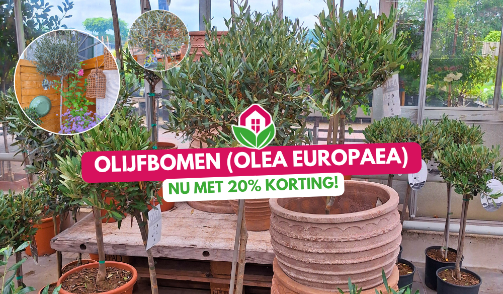 Aanbieding | Huis & Tuin Hoogeveen