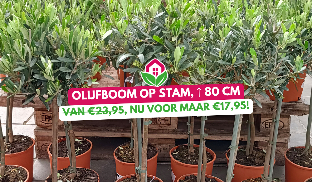 Aanbieding | Huis & Tuin Hoogeveen