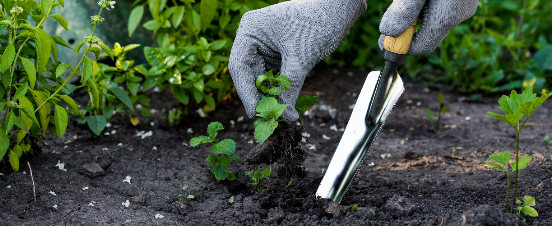 Onkruidverwijderaar kopen? Je vindt het bij Huis & Tuin Hoogeveen!