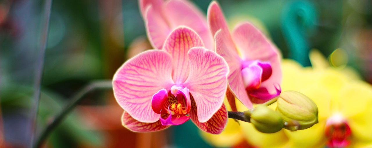 Kies jouw orchidee: soorten en kleuren!