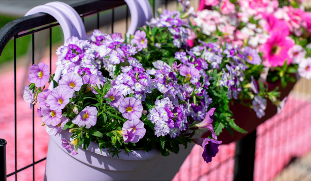 Zomerbloeiers | Huis & Tuin Hoogeveen