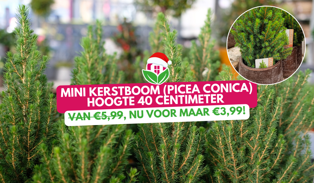 Aanbieding | Huis & Tuin Hoogeveen