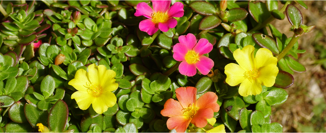 Maak jouw tuin compleet met de Portulaca Carnaval!