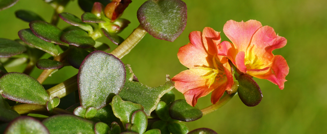 Maak jouw tuin compleet met de Portulaca Carnaval!