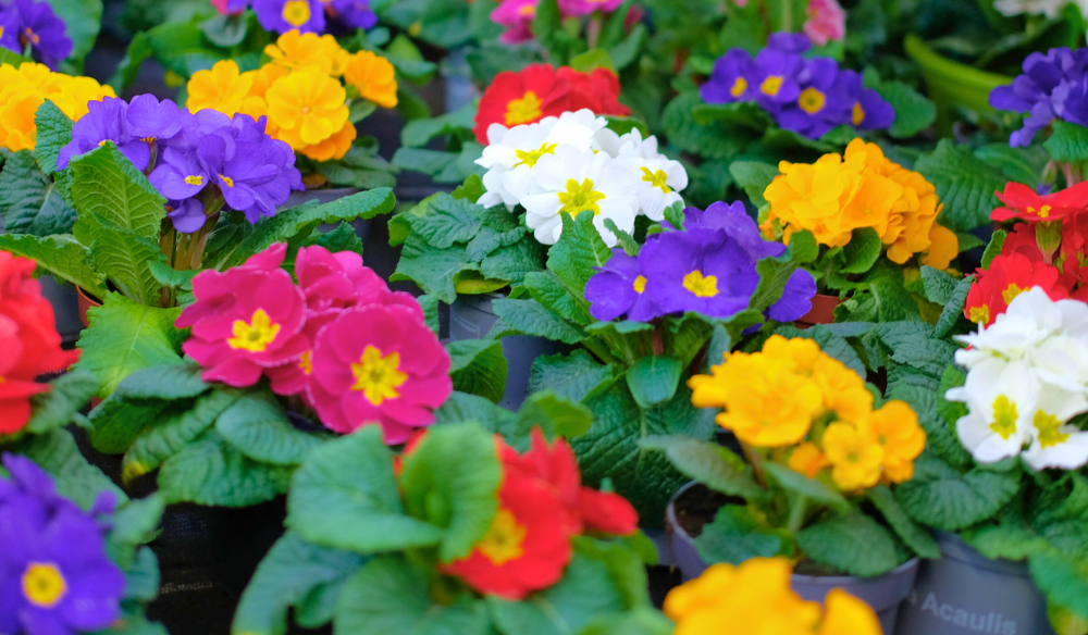 Tuinplanten | Huis & Tuin Hoogeveen Tuinplanten | Huis & Tuin Hoogeveen