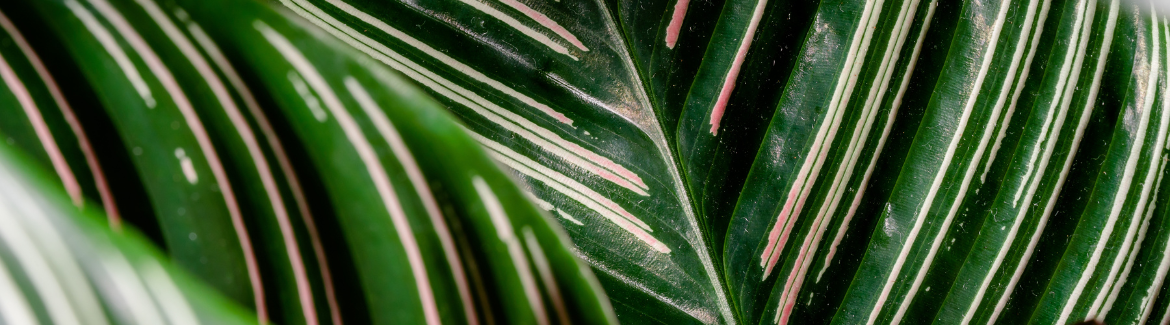 Deze roze plant, Calathea ornata, koop je bij Huis & Tuin Hoogeveen!