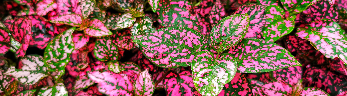 Deze roze plant, Hypoestes phyllostachya, koop je bij Huis & Tuin Hoogeveen!