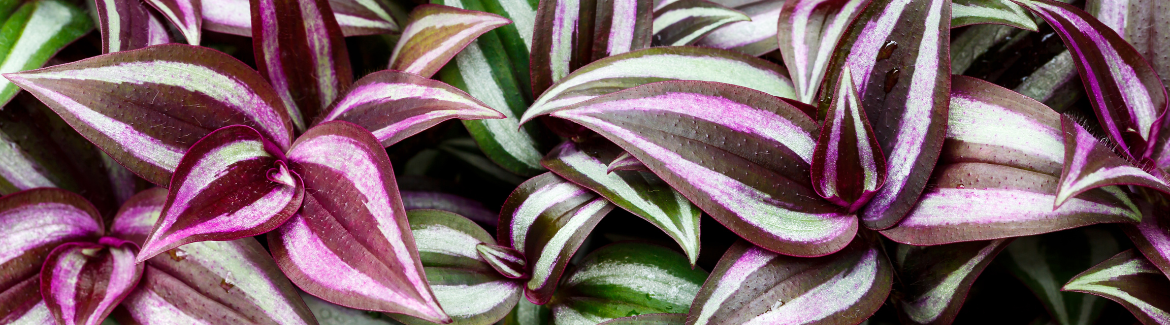 Deze roze plant, Tradescantia, koop je bij Huis & Tuin Hoogeveen!