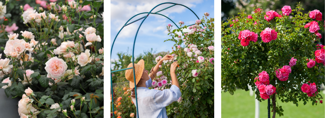 Rozen | Huis & Tuin Hoogeveen