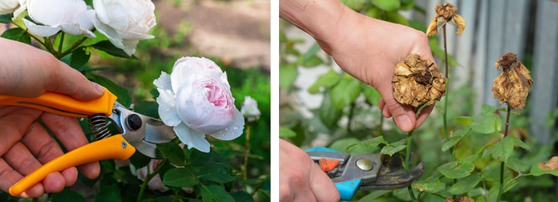 Rozen | Huis & Tuin Hoogeveen