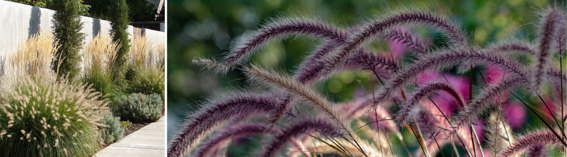 Siergras | Tuincentrum Huis & Tuin Hoogeveen