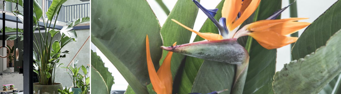 Strelitzia kopen | Huis & Tuin Hoogeveen