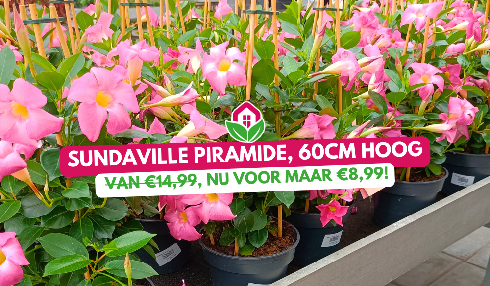 Aanbieding | Huis & Tuin Hoogeveen