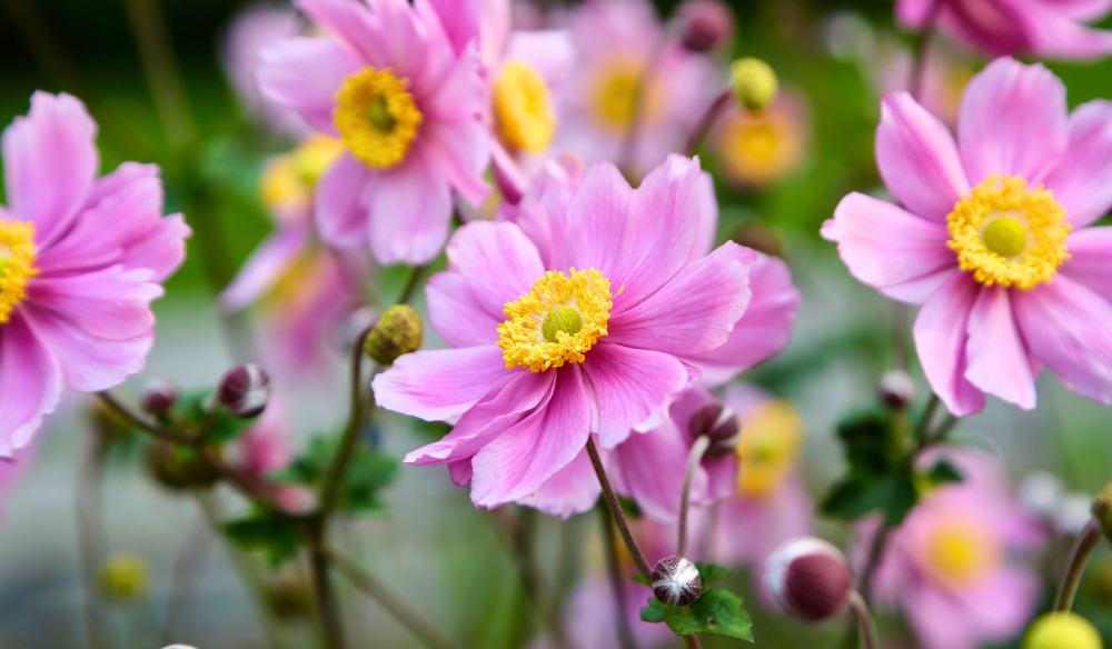Bloeiers shop je bij Huis & Tuin Hoogeveen!