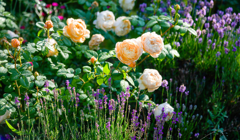 Tuinplanten | Huis & Tuin Hoogeveen Tuinplanten | Huis & Tuin Hoogeveen
