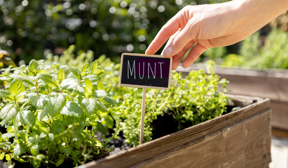 Eetbare tuin | Huis & Tuin Hoogeveen