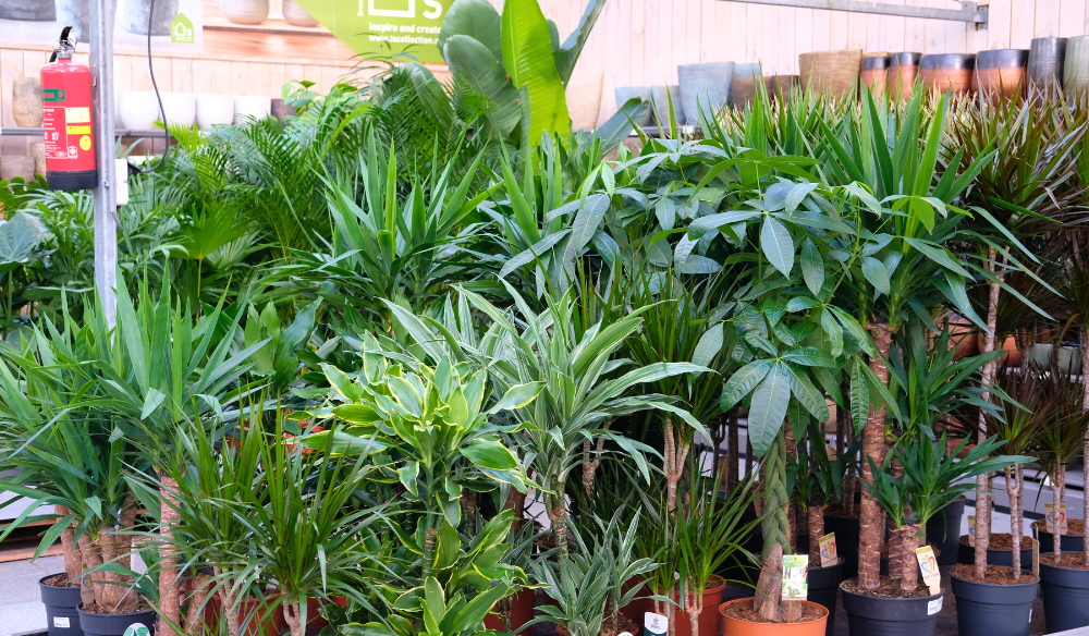 Grote kamerplanten | Huis & Tuin Hoogeveen