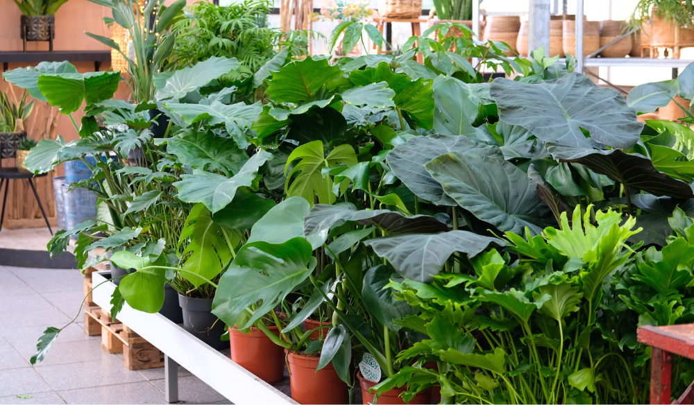 Kamerplanten | Huis & Tuin Hoogeveen