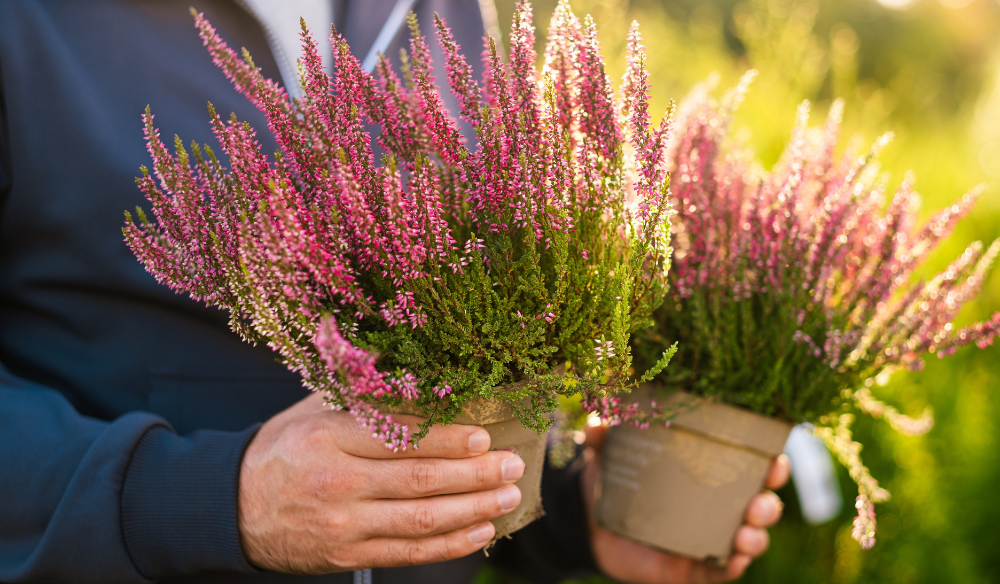 Tuinplanten | Huis & Tuin Hoogeveen