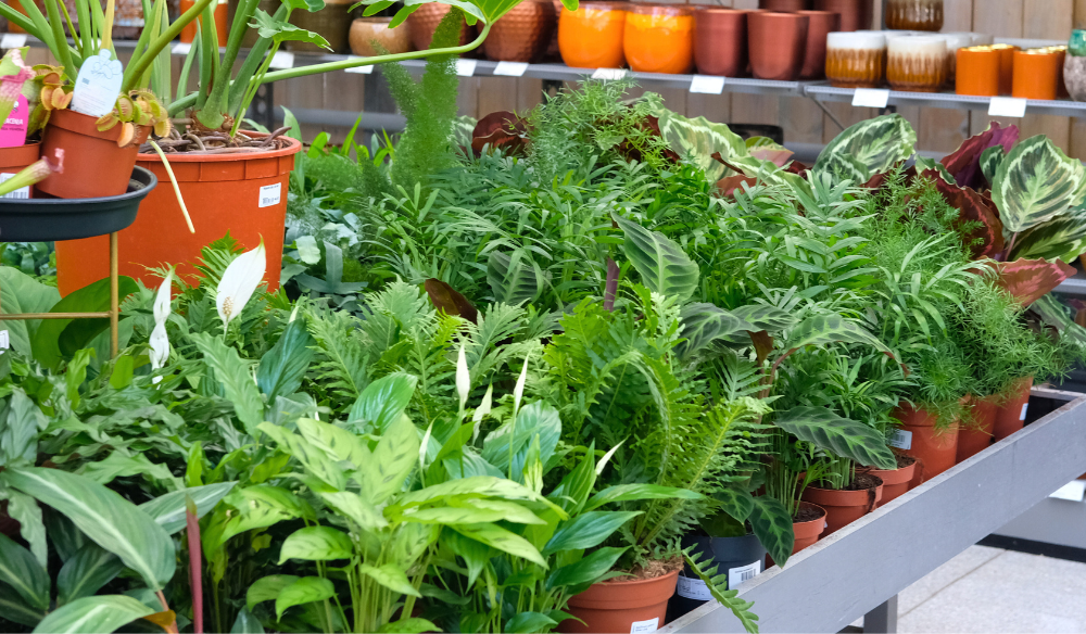 Bijzondere bladplanten | Huis & Tuin Hoogeveen