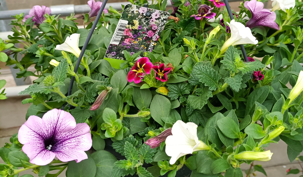 Zomerbloeiers shop je bij Huis & Tuin Hoogeveen!