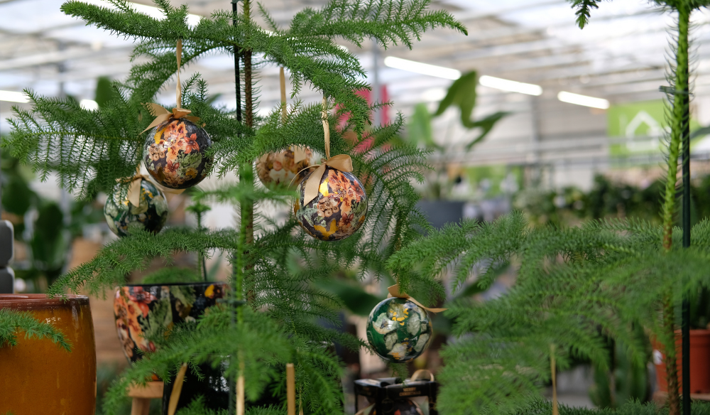 Kamerplanten | Huis & Tuin Hoogeveen