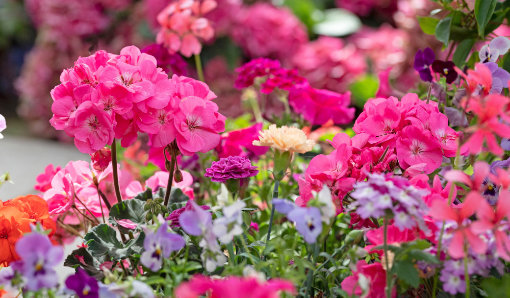 Tuinplanten | Huis & Tuin Hoogeveen