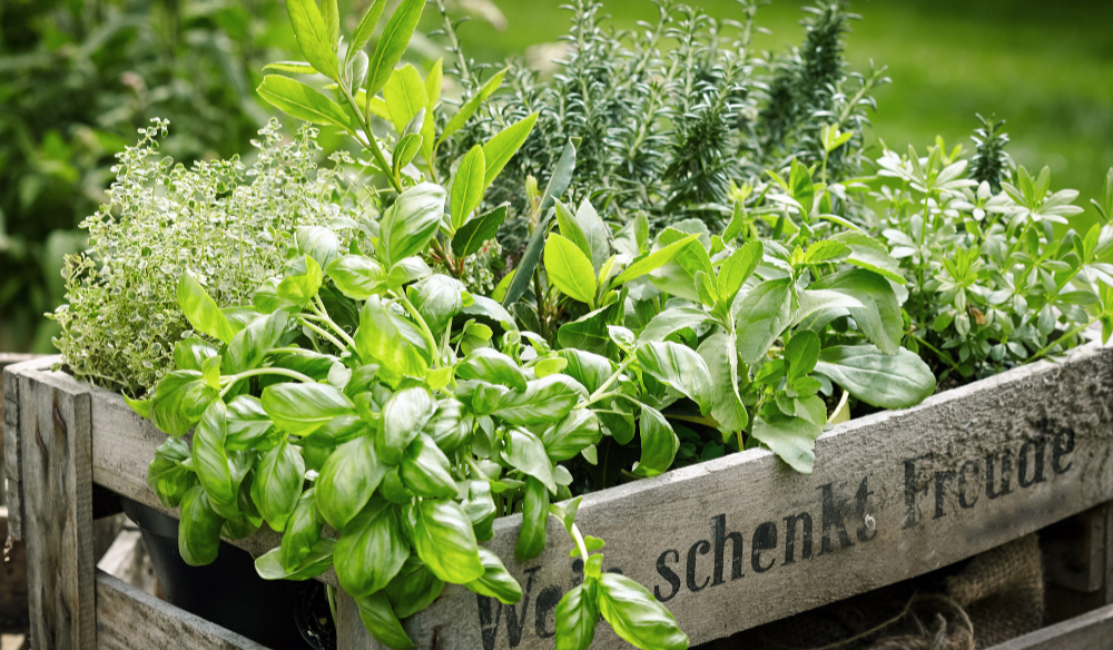 Moestuin | Huis & Tuin Hoogeveen